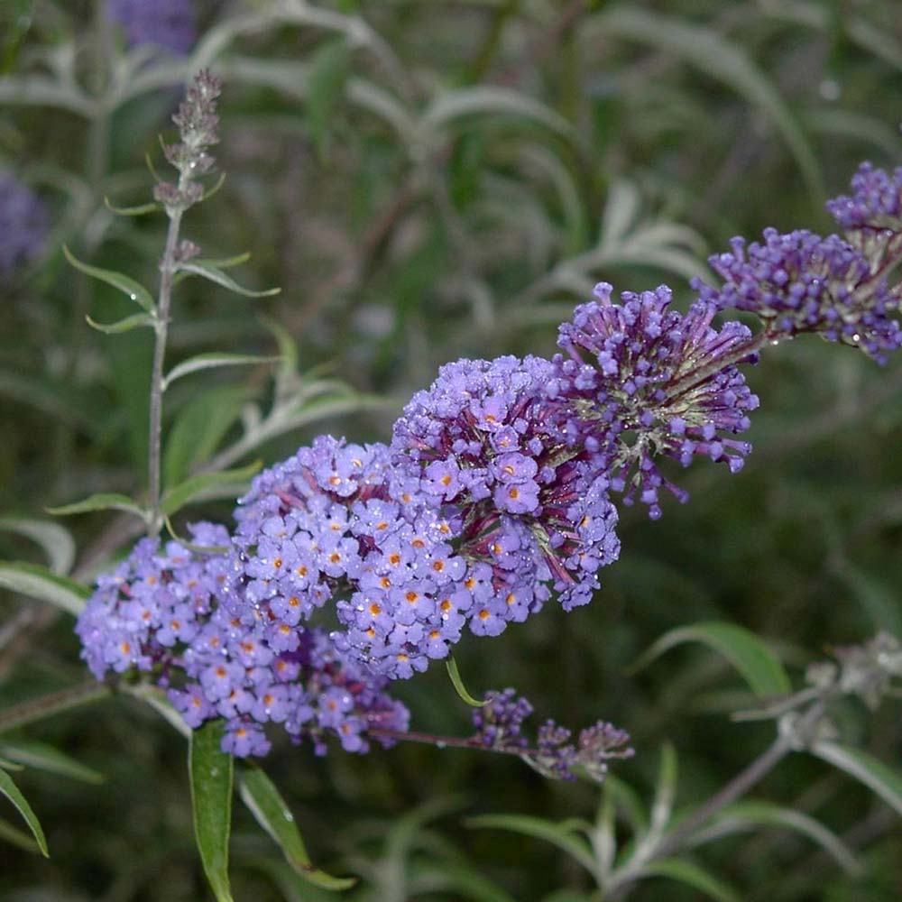 Liliac de Vara albastru Nanho Blue (Buddleja), arbust decorativ cu flori parfumate