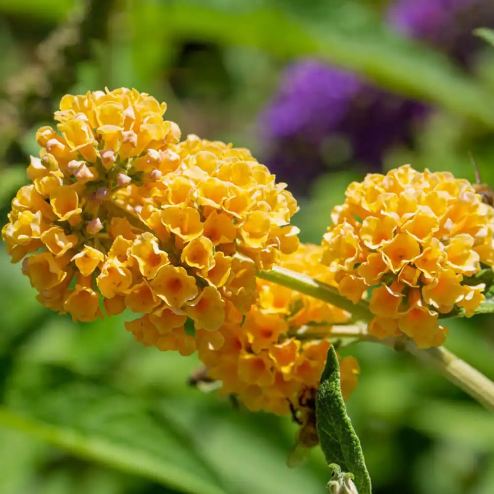 Лятен люляк златист Sungold (Buddleja), декоративен храст с обилни ароматни цветове в златисто-жълто