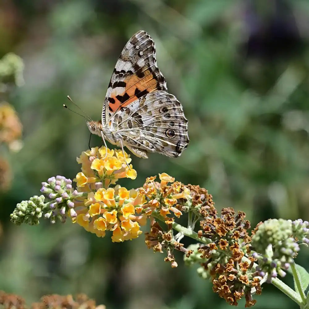 Лятен люляк златист Sungold (Buddleja), декоративен храст с обилни ароматни цветове в златисто-жълто