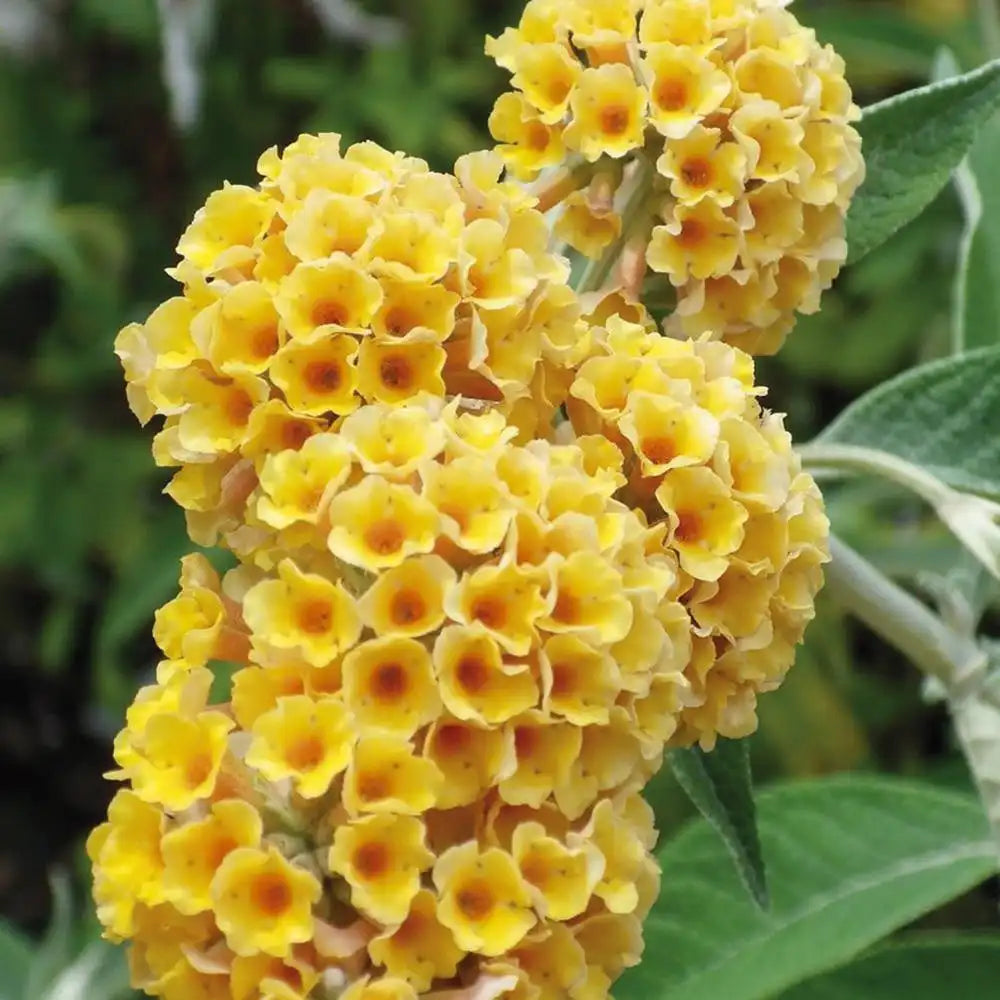 Лятен люляк златист Sungold (Buddleja), декоративен храст с обилни ароматни цветове в златисто-жълто