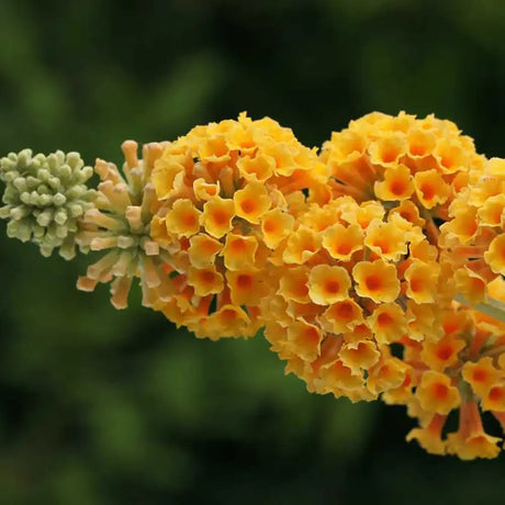 Лятен люляк златист Sungold (Buddleja)