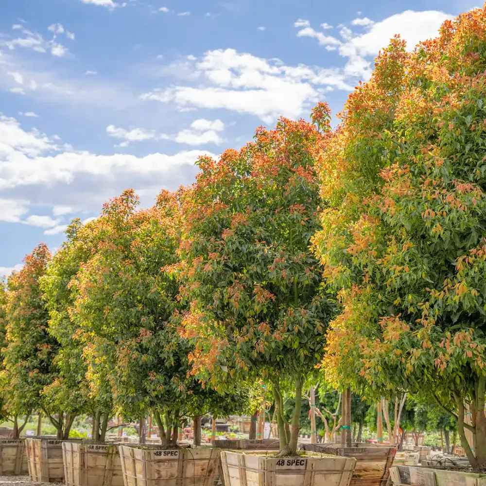 Канелено дърво, 125-150 см, ароматно вечнозелено камфорно дърво, рядко декоративно