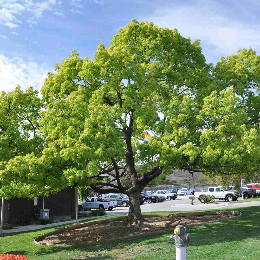 Канелено дърво, 125-150 см, ароматно вечнозелено камфорно дърво, рядко декоративно