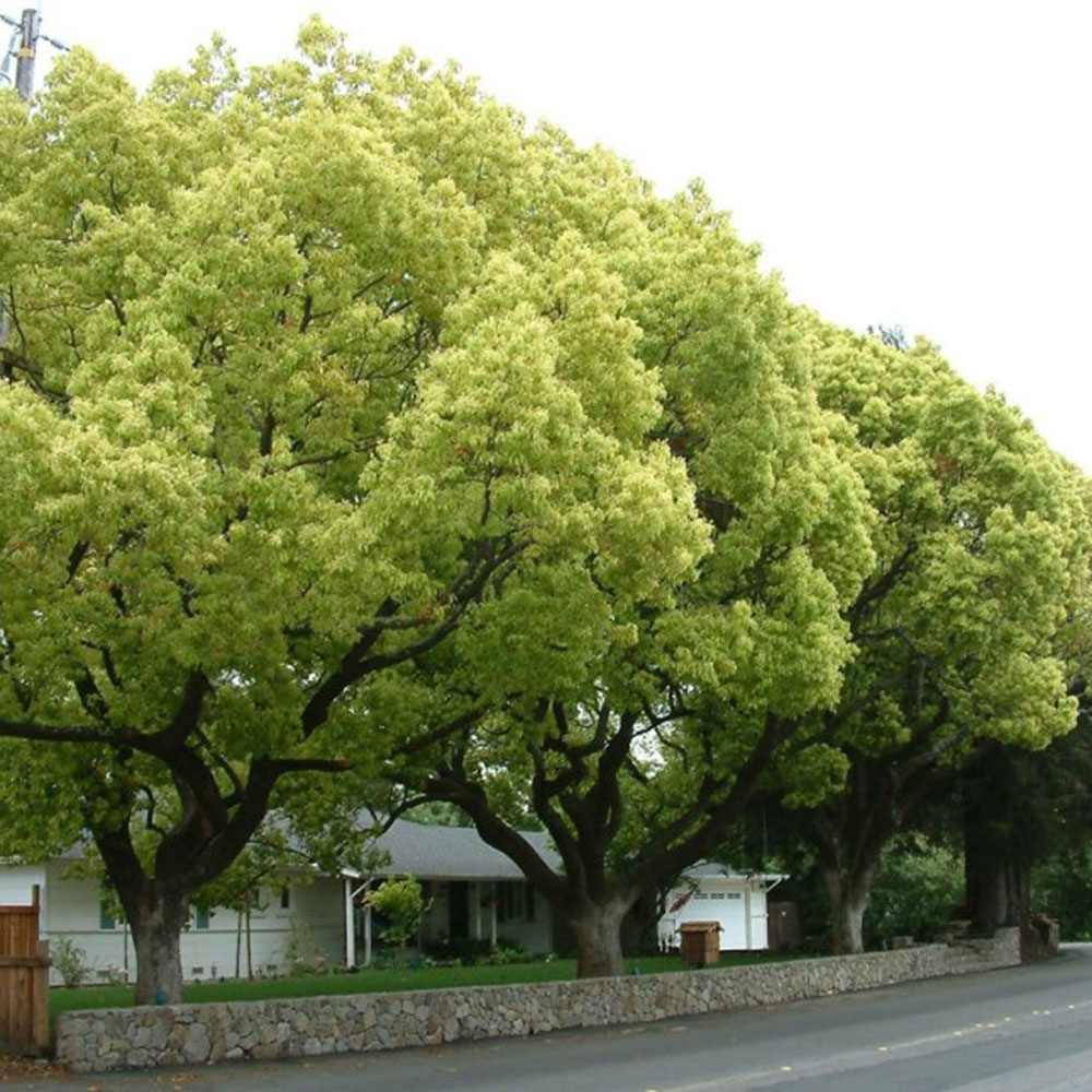 Канелено дърво, 125-150 см, ароматно вечнозелено камфорно дърво, рядко декоративно