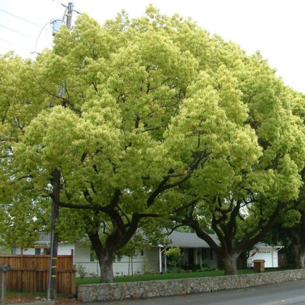 Канелено дърво, 125-150 см, ароматно вечнозелено камфорно дърво, рядко декоративно
