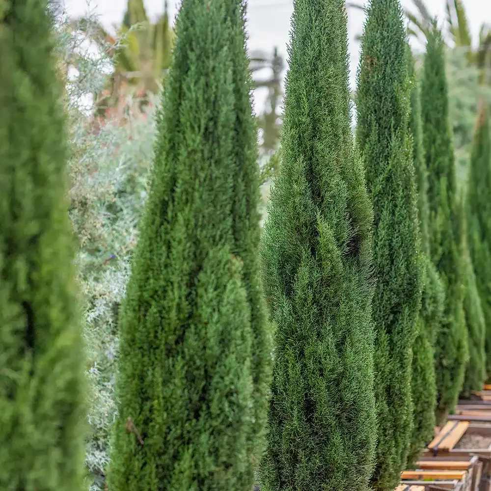 Италиански кипарис Bolgheri – стройна средиземноморска колона, вечнозелен