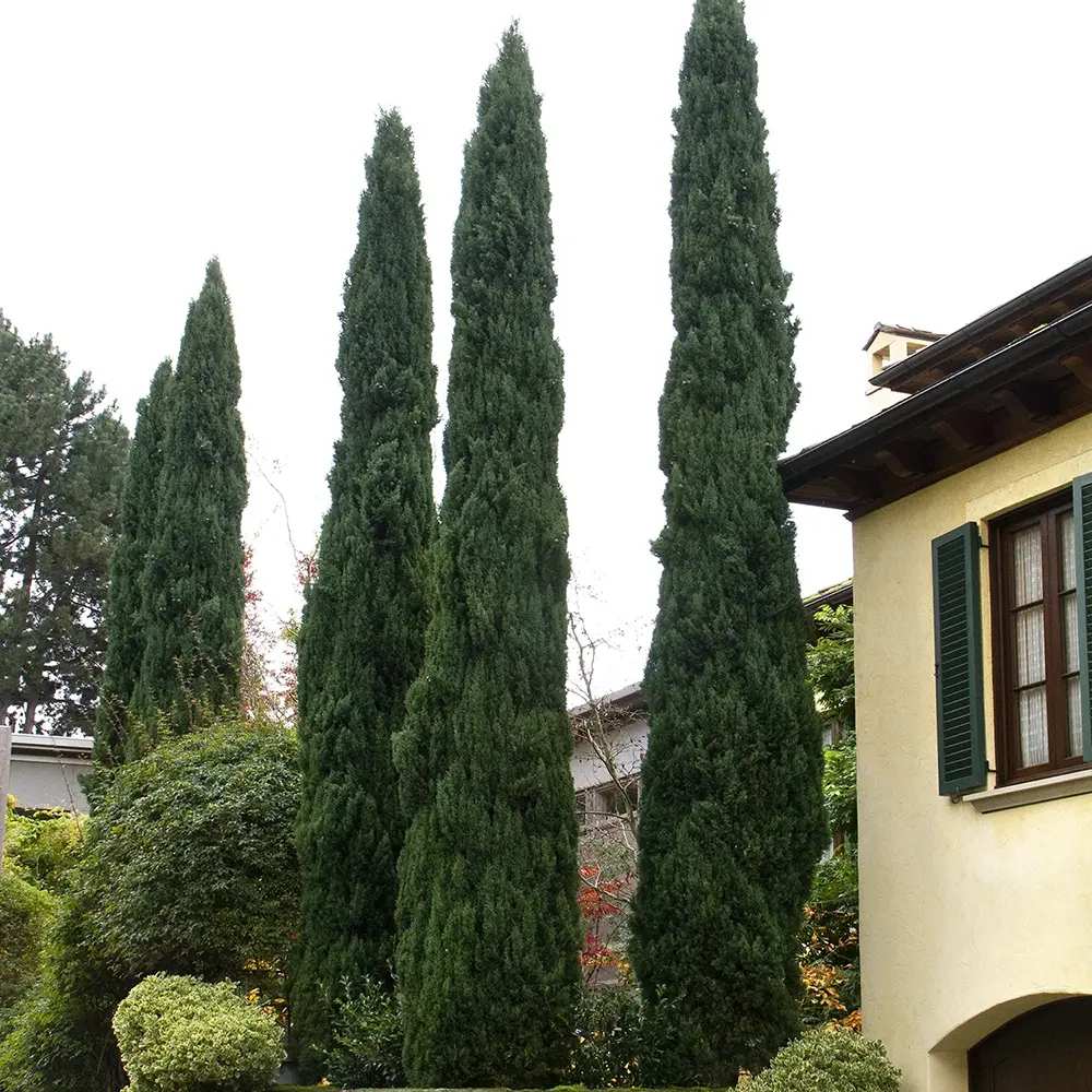 Италиански кипарис Bolgheri – стройна средиземноморска колона, вечнозелен