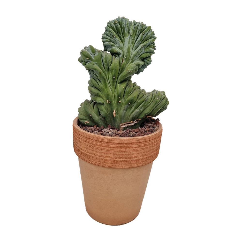 Кактус Myrtillocactus geometrizans f. cristata – скулптурна форма в синьо-зелено