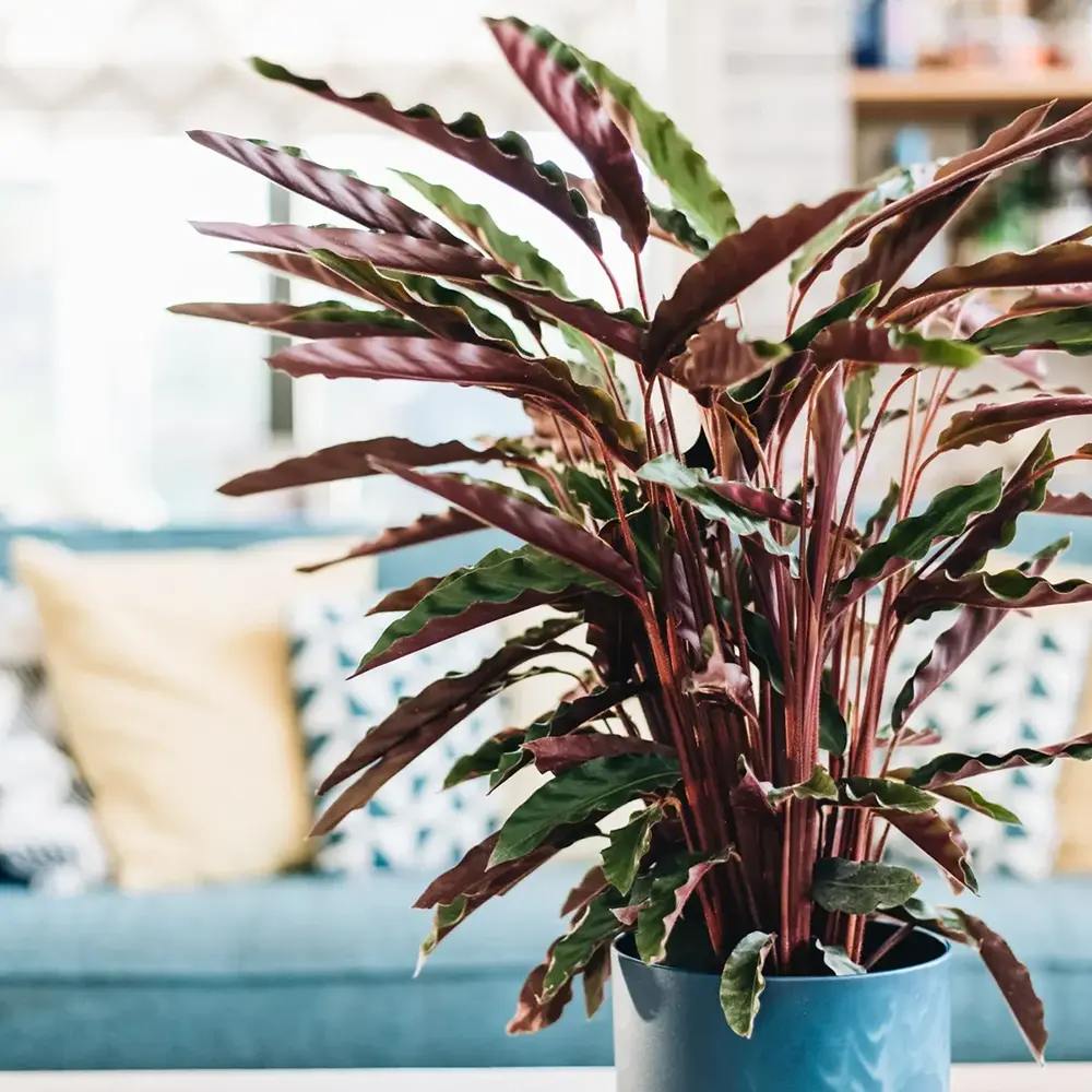 Молещо се растение, Калатея Rufibarba, 100 см, с кадифени листа, стайно