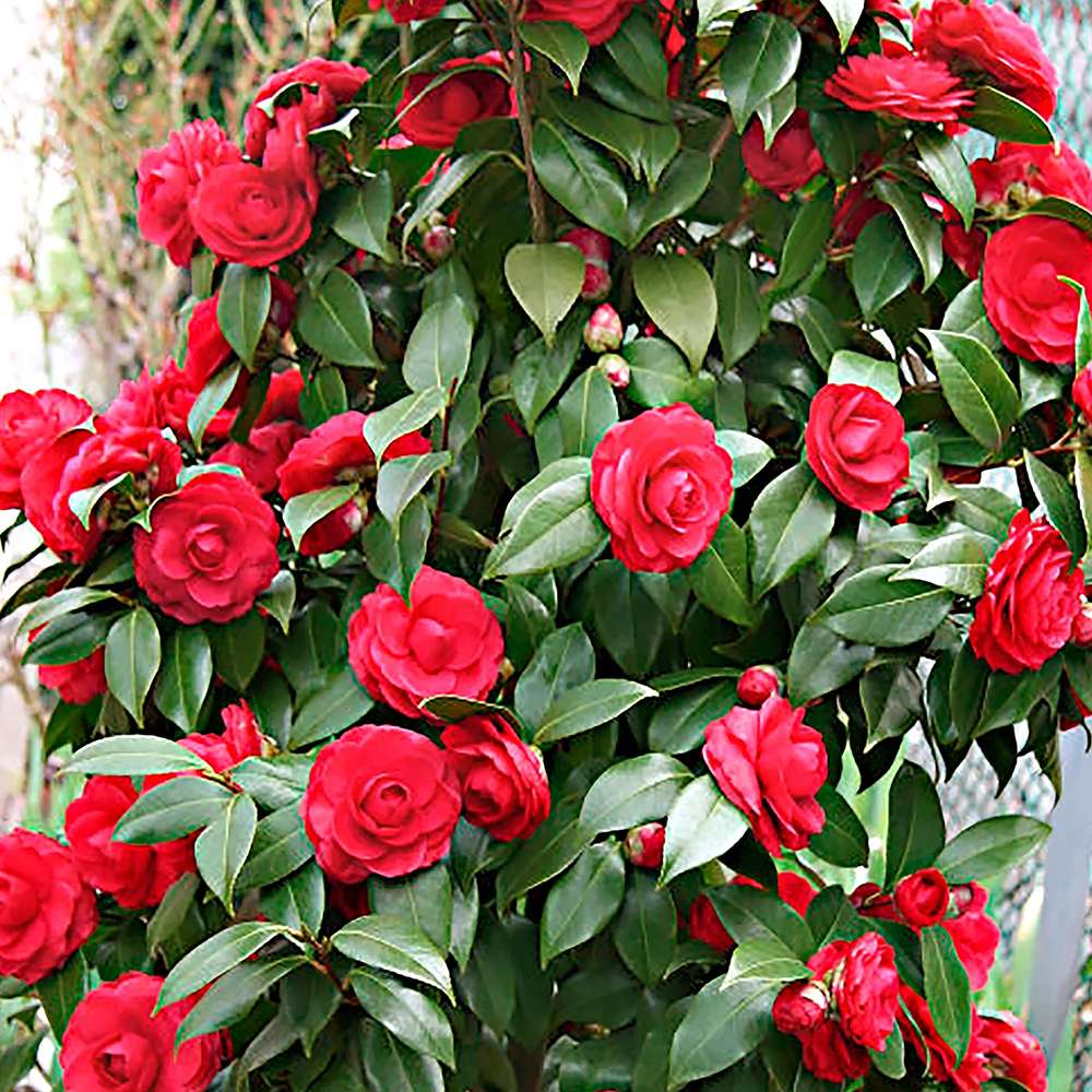 Trandafir Japonez Camellia Black Lace, cu flori rosii-inchis
