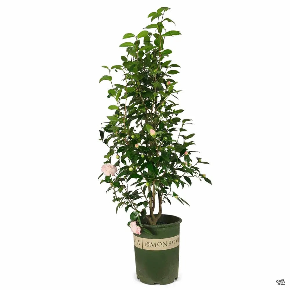 Trandafir Japonez Camellia Nuccio's Pearl, cu flori roz duble, vesnic verde, inflorire primavara martie-aprilie
