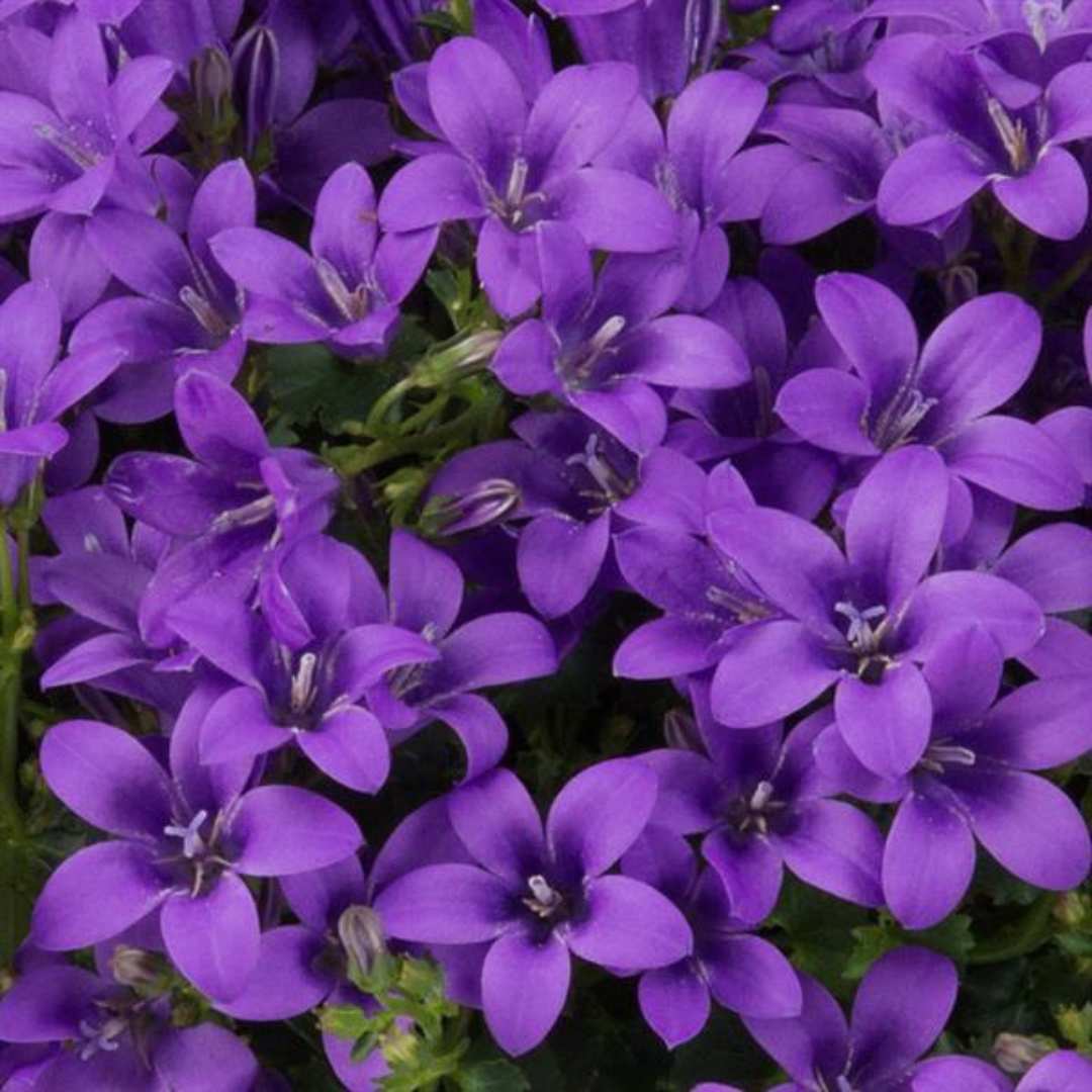 Камбанка (Campanula) Intense Purple, многогодишно растение с виолетови цветове, дълъг цъфтеж, студоустойчиво