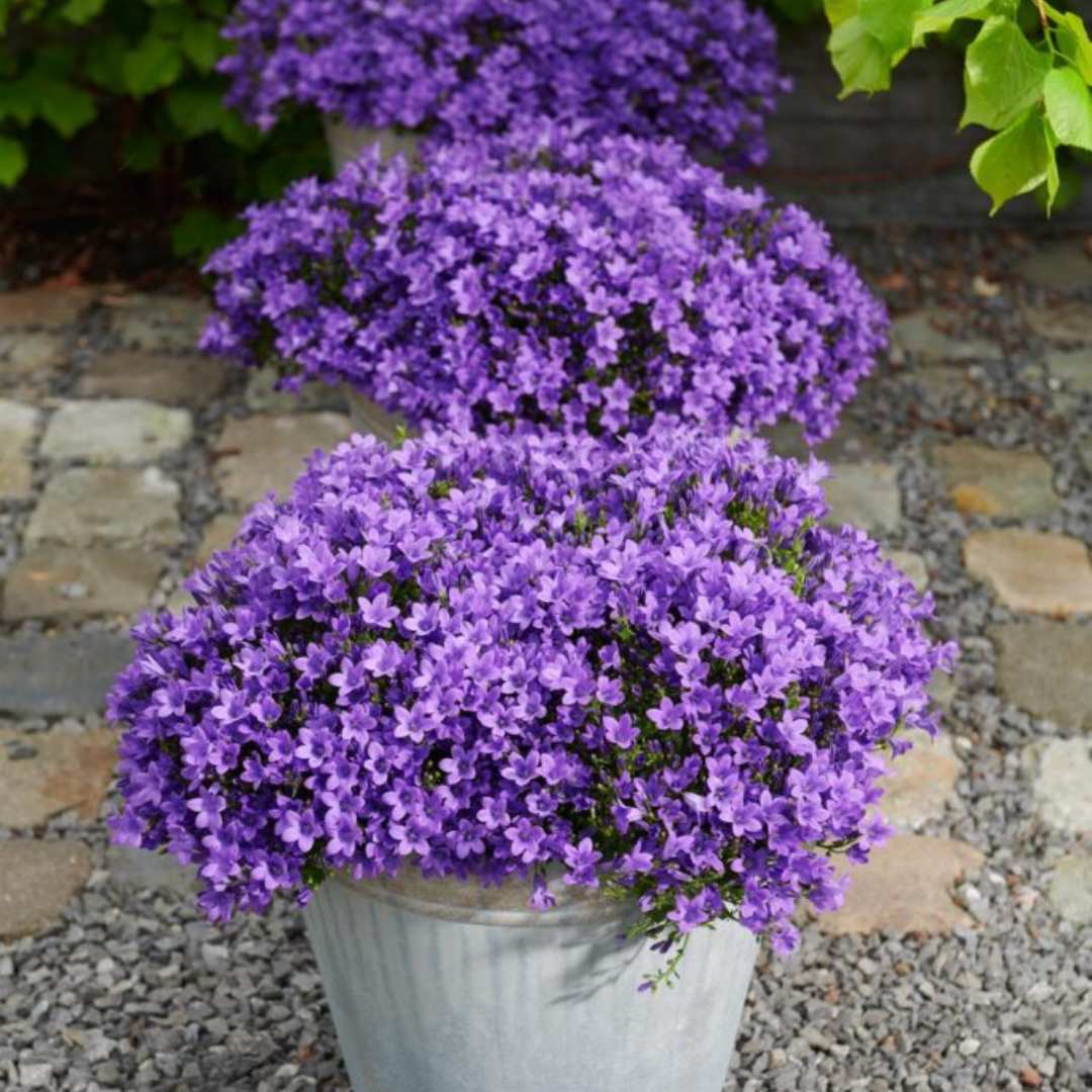 Камбанка (Campanula) Intense Purple, многогодишно растение с виолетови цветове, дълъг цъфтеж, студоустойчиво