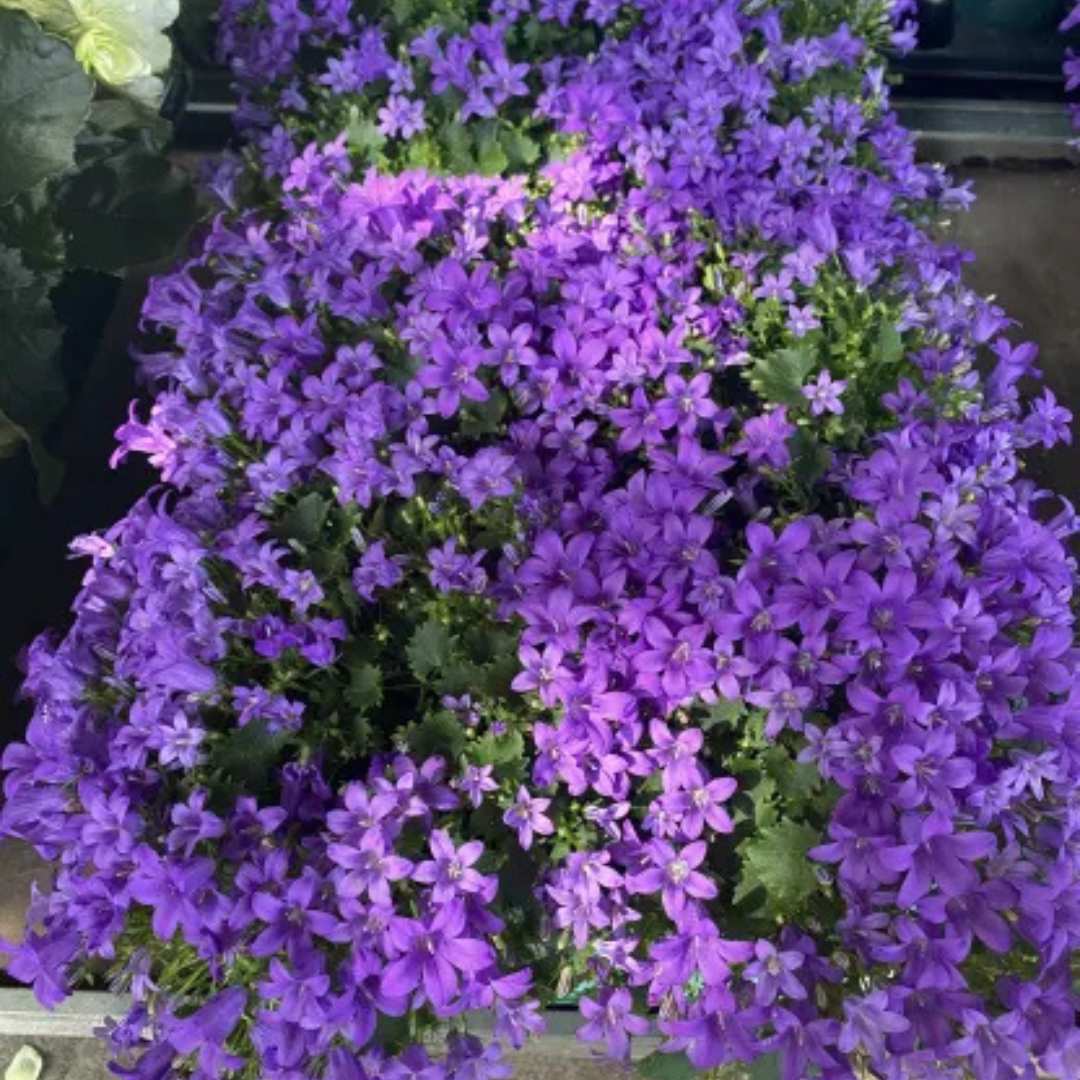 Камбанка (Campanula) Intense Purple, многогодишно растение с виолетови цветове, дълъг цъфтеж, студоустойчиво