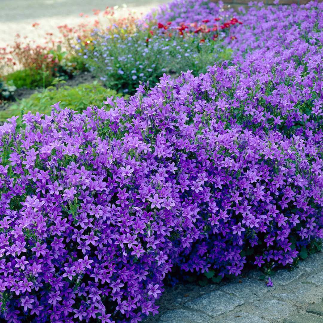 Clopotel purpuriu (Campanula) Intense Purple, planta perena cu flori mov-violet, inflorire lunga rezistenta frig