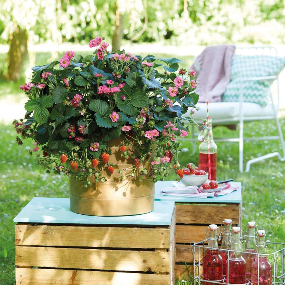 Capsuni curgatori Delizz compacti si remontanti (Fragaria Ananassa), ideali pentru jardiniere si ghivece an 1 pe rod