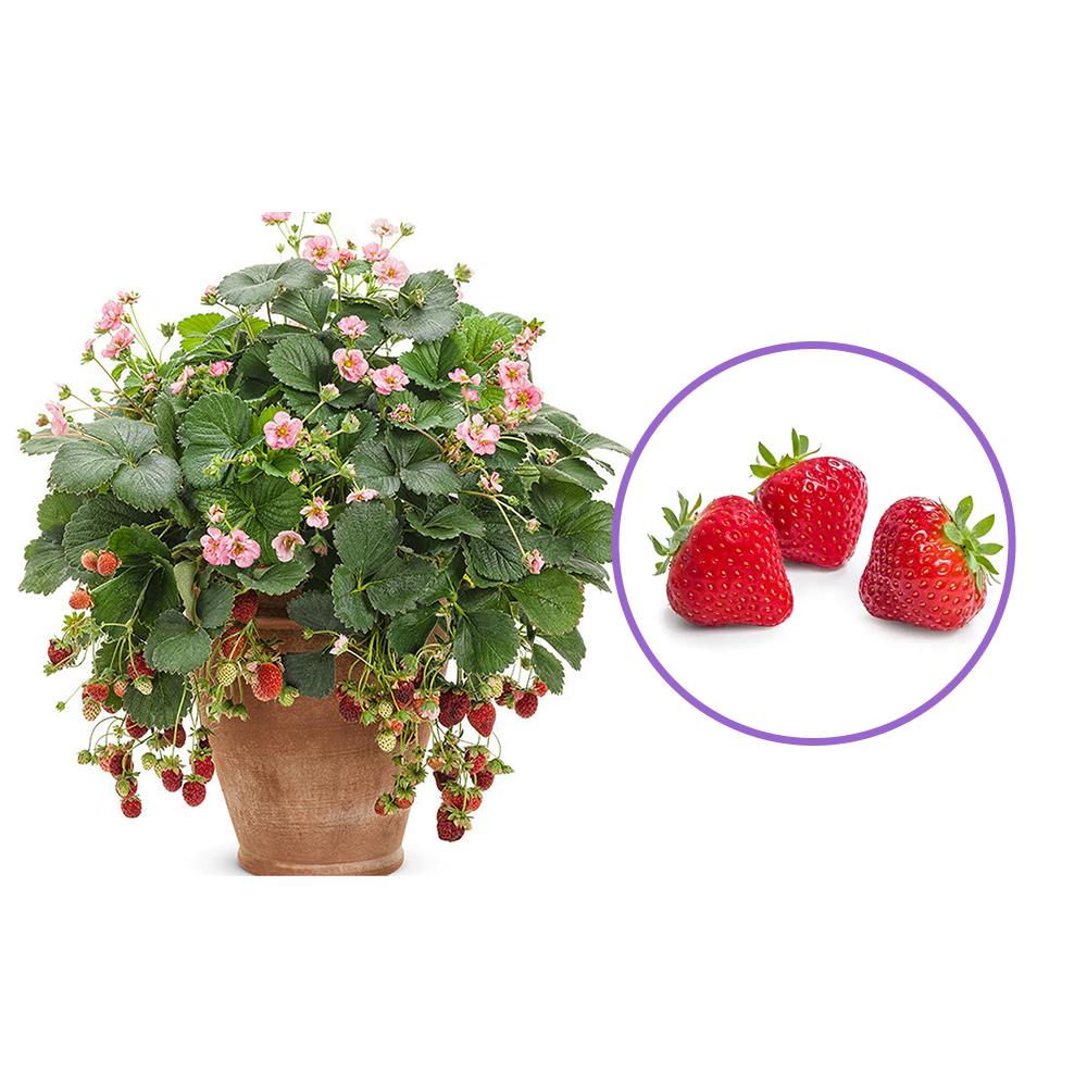 Ягоди висящи Delizz, компактни и ремонтантни (Fragaria Ananassa), идеални за саксии и кашпи, плододаващи от 1-та година