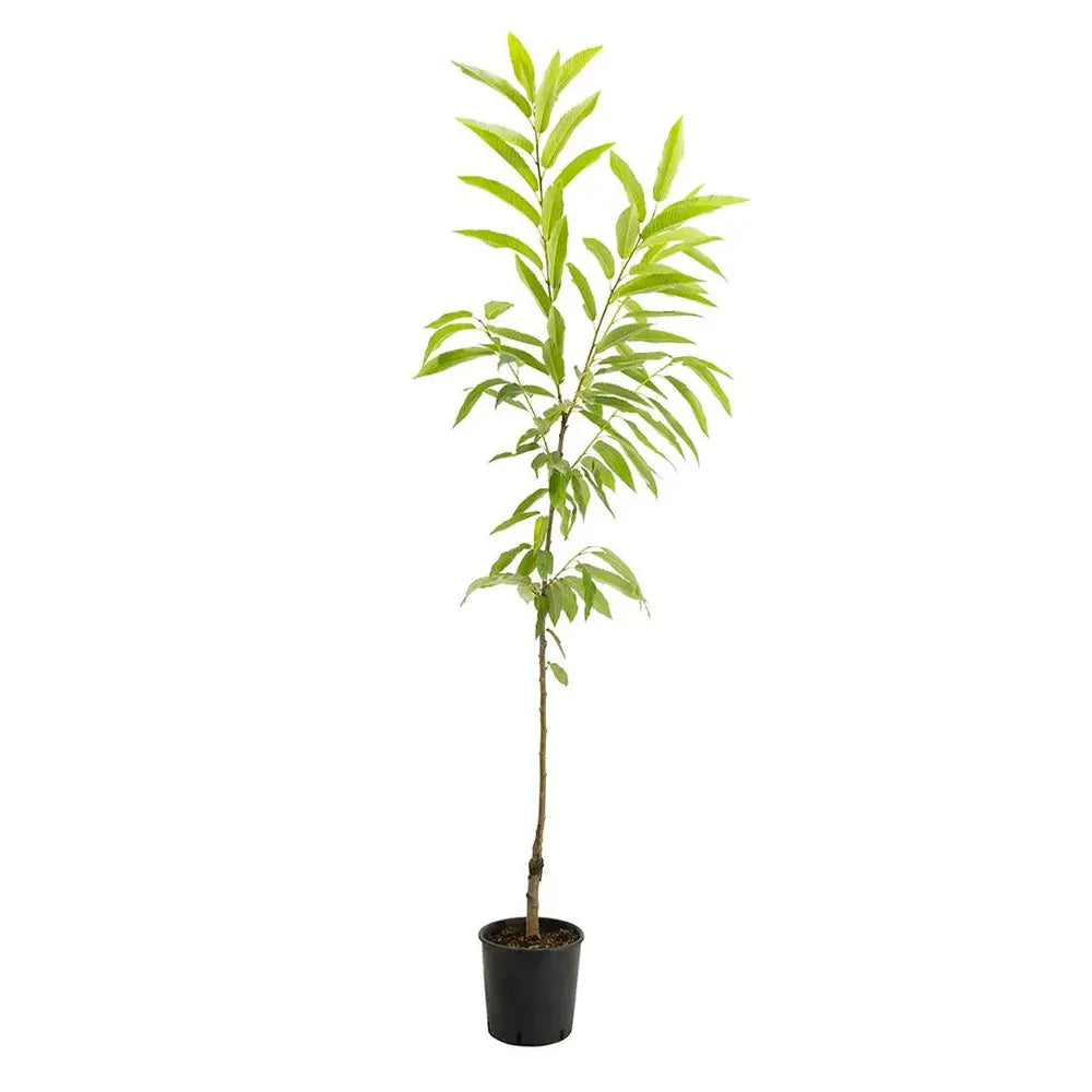 Castan Comestibil (Castanea Sativa) Bouche de Betizac, cu castane gustoase, an 2 pe rod