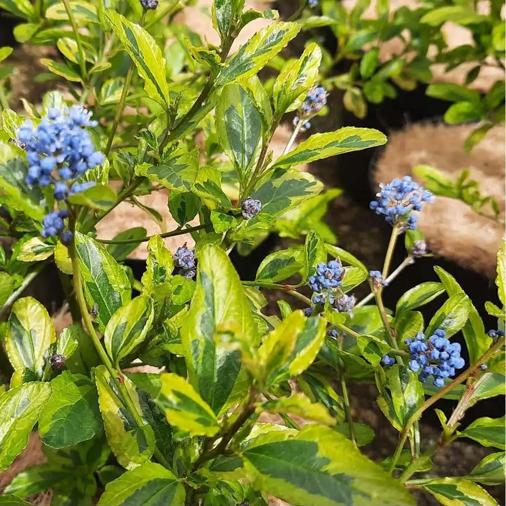 Liliac albastru Californian Eldorado (Ceanothus), vesnic verde, cu frunze pestrite aurii si flori albastre