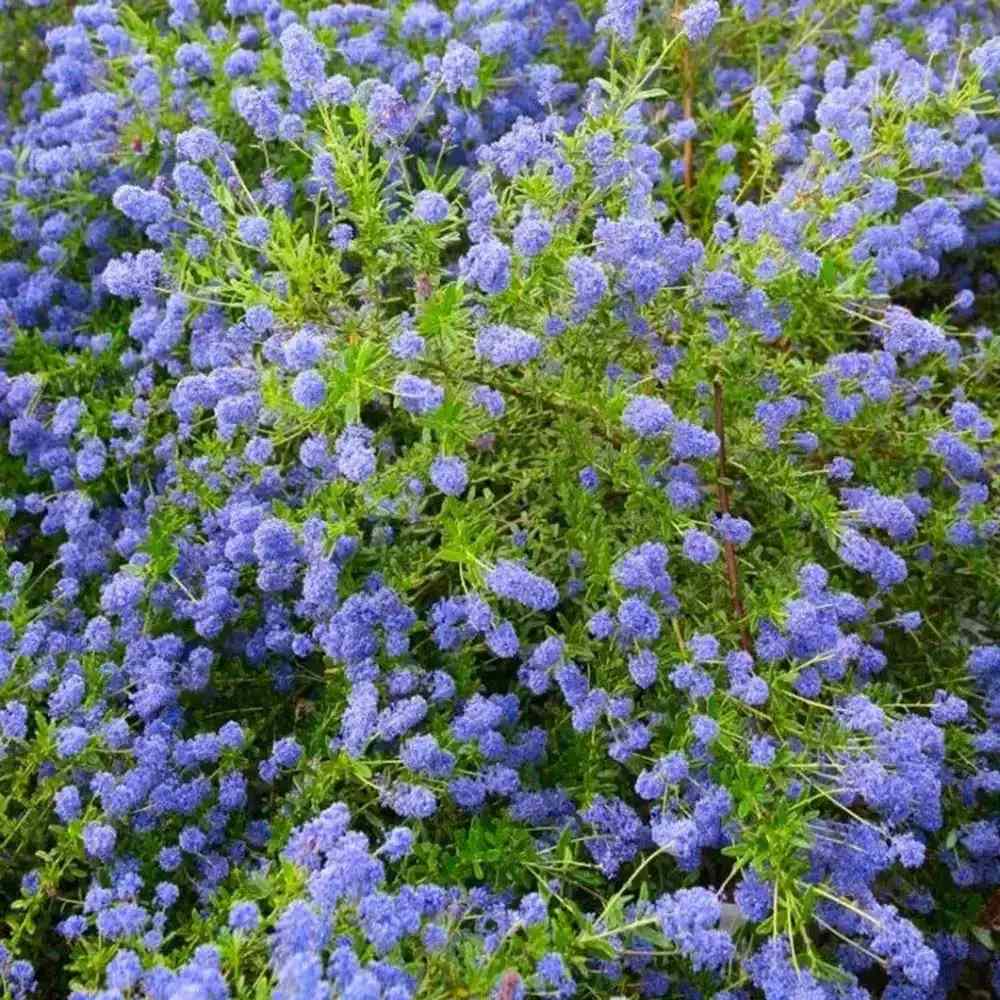 Liliac albastru Californian Eldorado (Ceanothus), vesnic verde, cu frunze pestrite aurii si flori albastre
