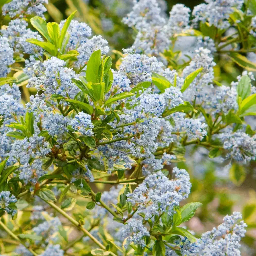 Liliac albastru Californian Eldorado (Ceanothus), vesnic verde, cu frunze pestrite aurii si flori albastre