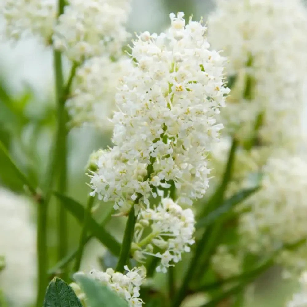 Люляк калифорнийски (Ceanothus) Millerton Point – вечнозелен храст със сини цветове