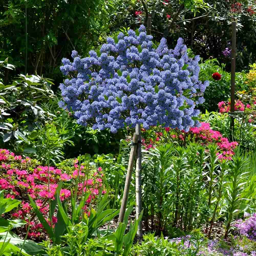 Liliac Californian Tip Copac Repens (Ceanothus Thyrsiflorus), cu flori albastre, vesnic verde