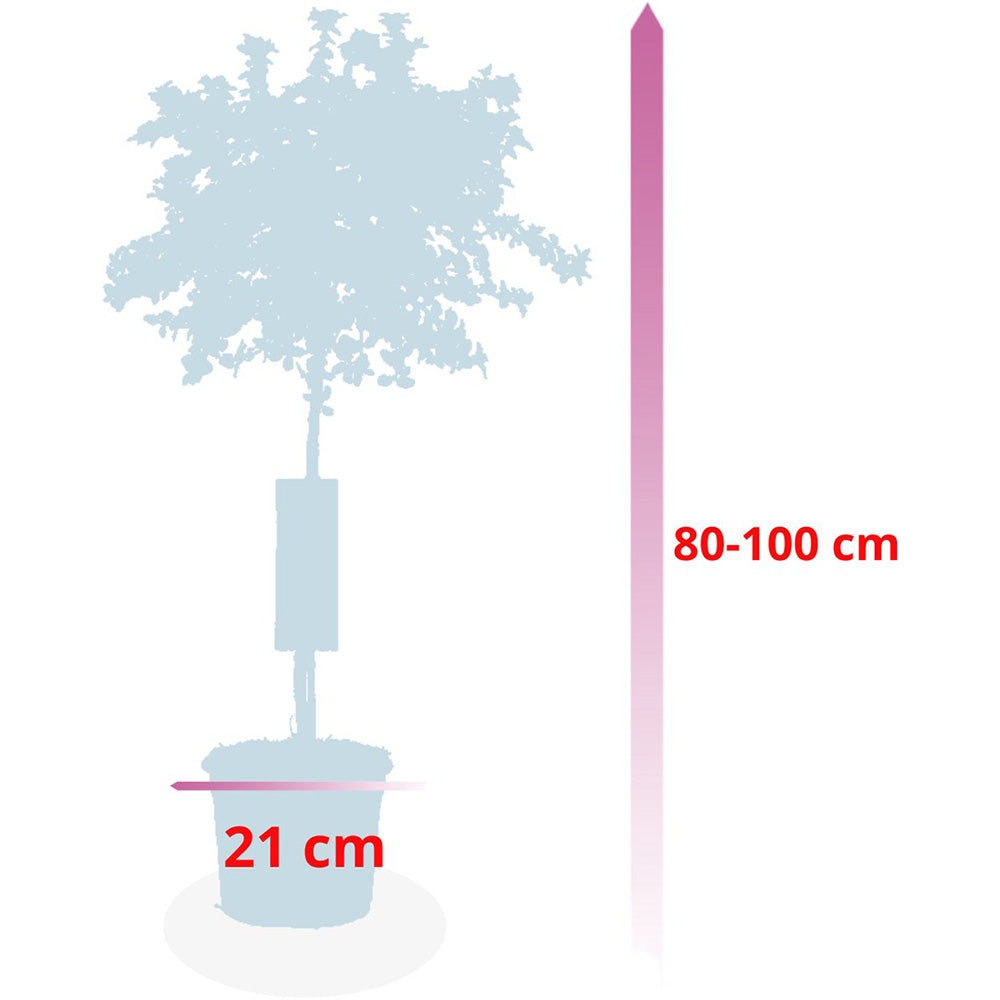 Калифорнийски люляк дървовиден Victoria (Ceanothus), сини цветове, вечнозелен