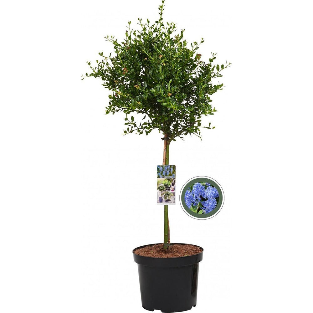 Калифорнийски люляк дървовиден Victoria (Ceanothus), сини цветове, вечнозелен