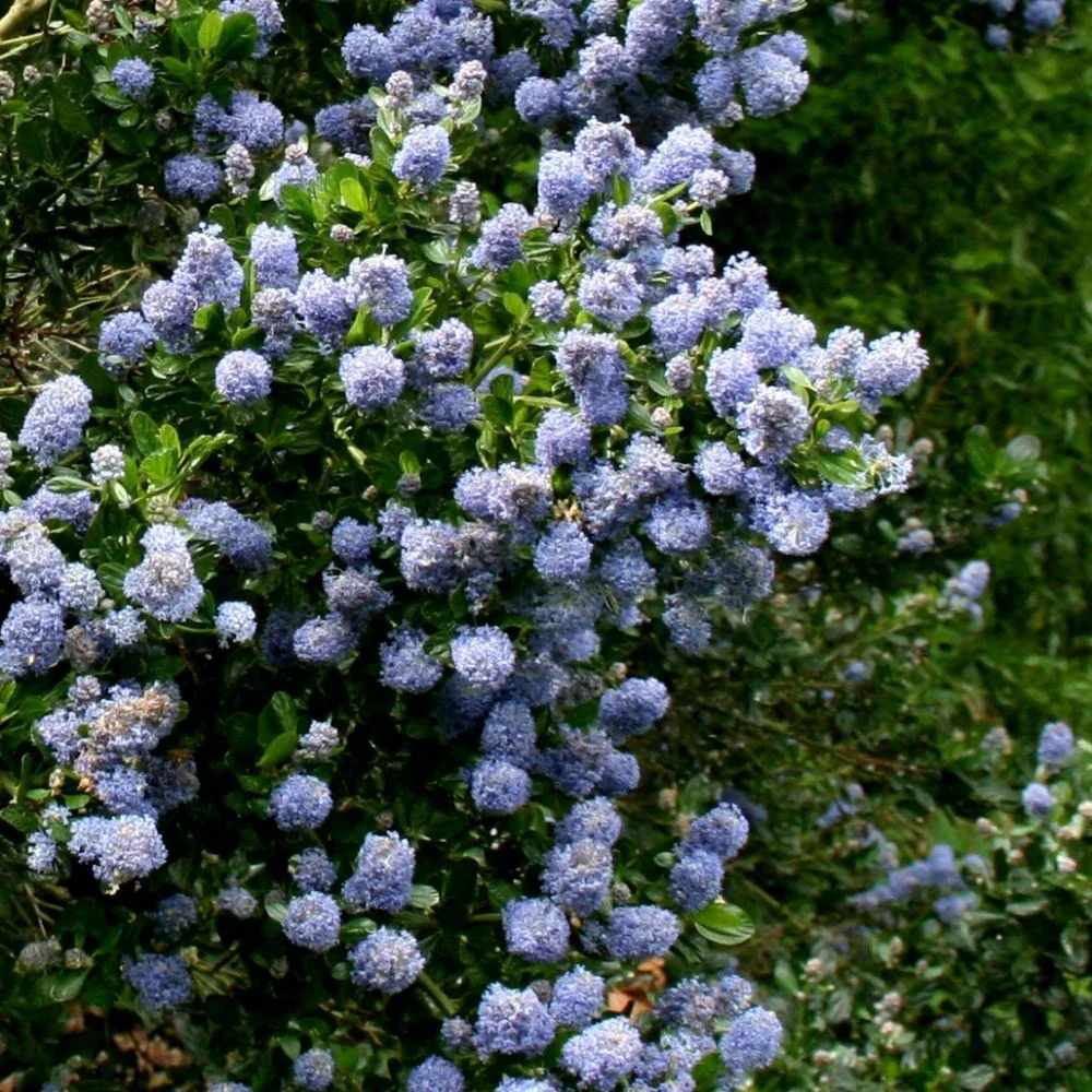 Калифорнийски люляк Ceanothus 'Skylark' – вечнозелен храст с ароматни сини цветове