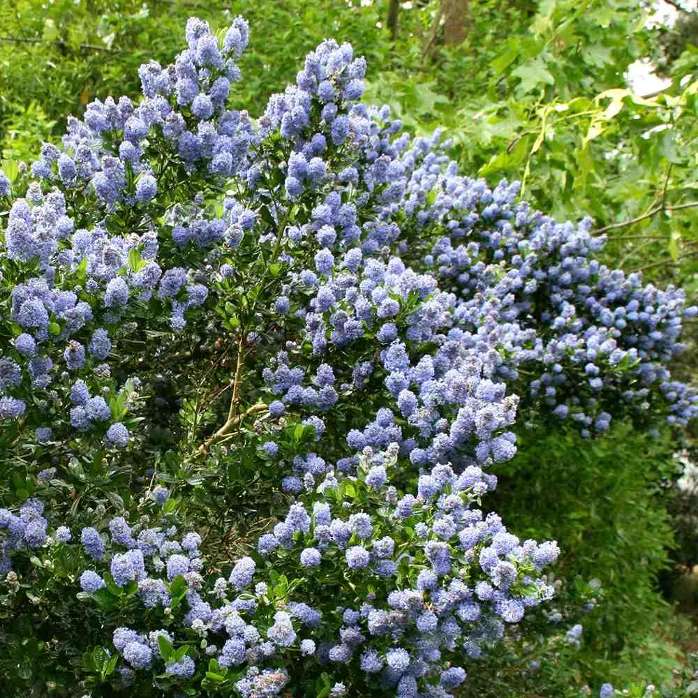 Калифорнийски люляк Ceanothus 'Skylark' – вечнозелен храст с ароматни сини цветове
