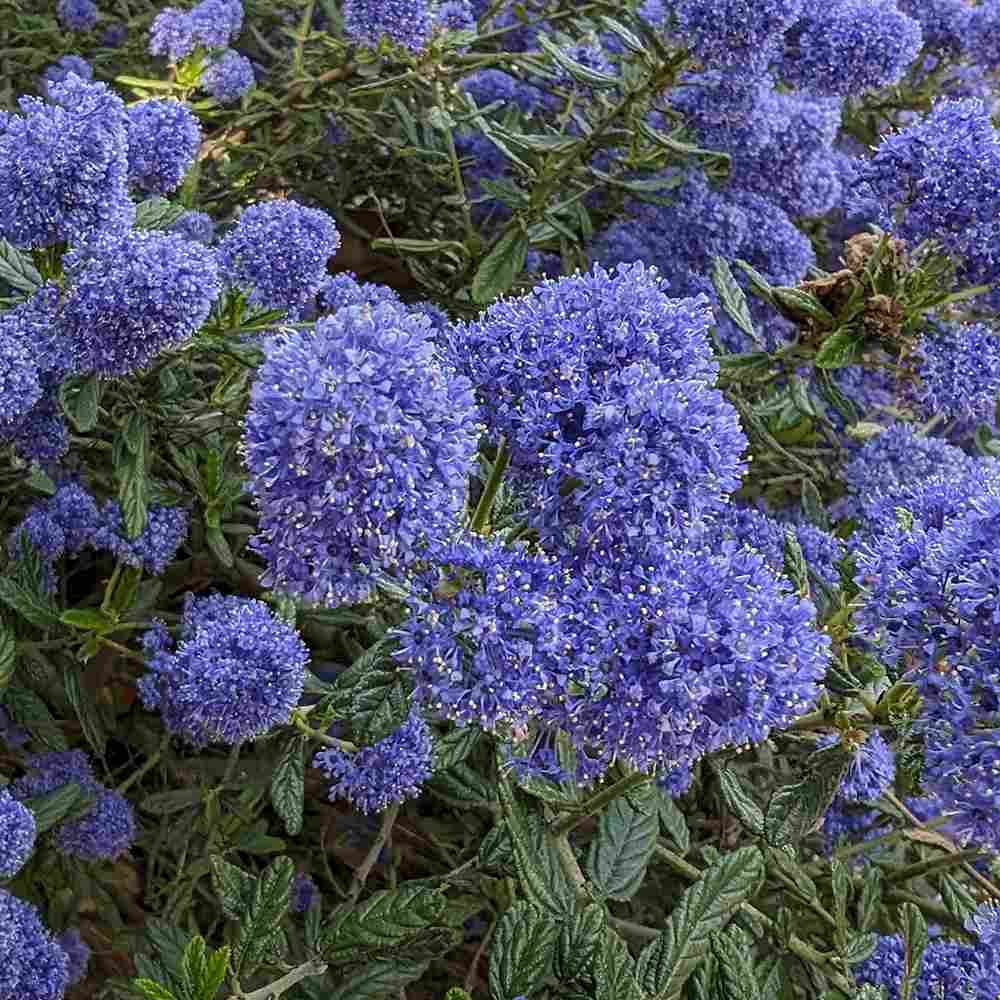 Калифорнийски люляк Ceanothus 'Skylark' – вечнозелен храст с ароматни сини цветове