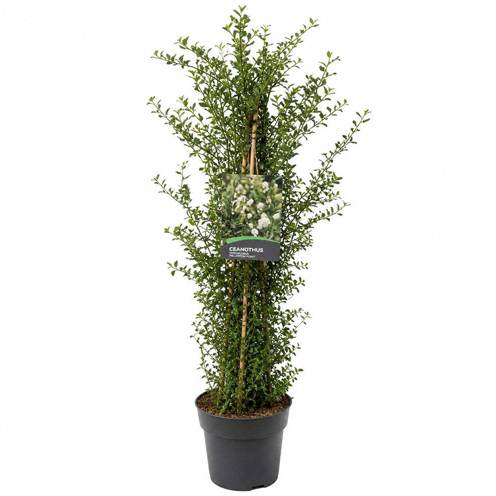 Люляк калифорнийски (Ceanothus) Millerton Point – вечнозелен храст със сини цветове