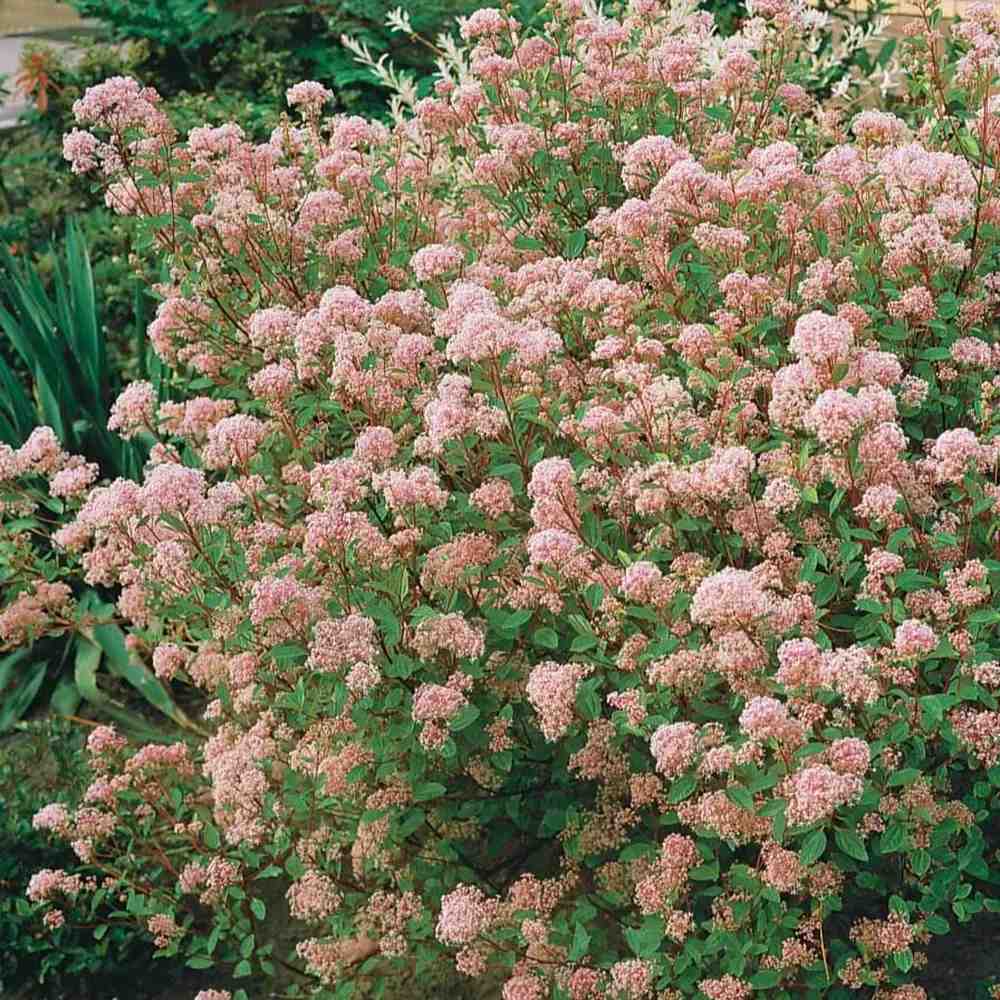 Liliac californian Marie Simon (Ceanothus), arbust decorativ vesnic verde cu flori roz parfumate, planta solitara sau gard viu