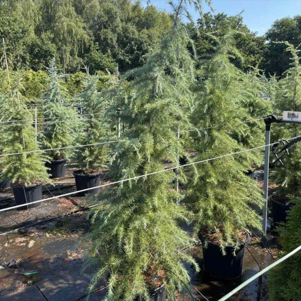 Кедър от Хималаите (Cedrus deodara) – вечнозелен иглолистен с меки синьо-зелени игли и бърз растеж