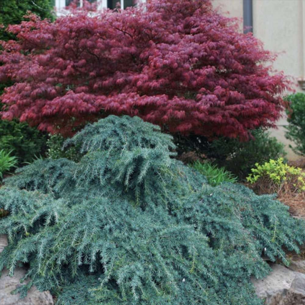 Cedru Pitic de Himalaya Feelin' Blue (Cedrus Deodara), conifer pitic cu ace albastre-verzui, vesnic verde, dens si elegant