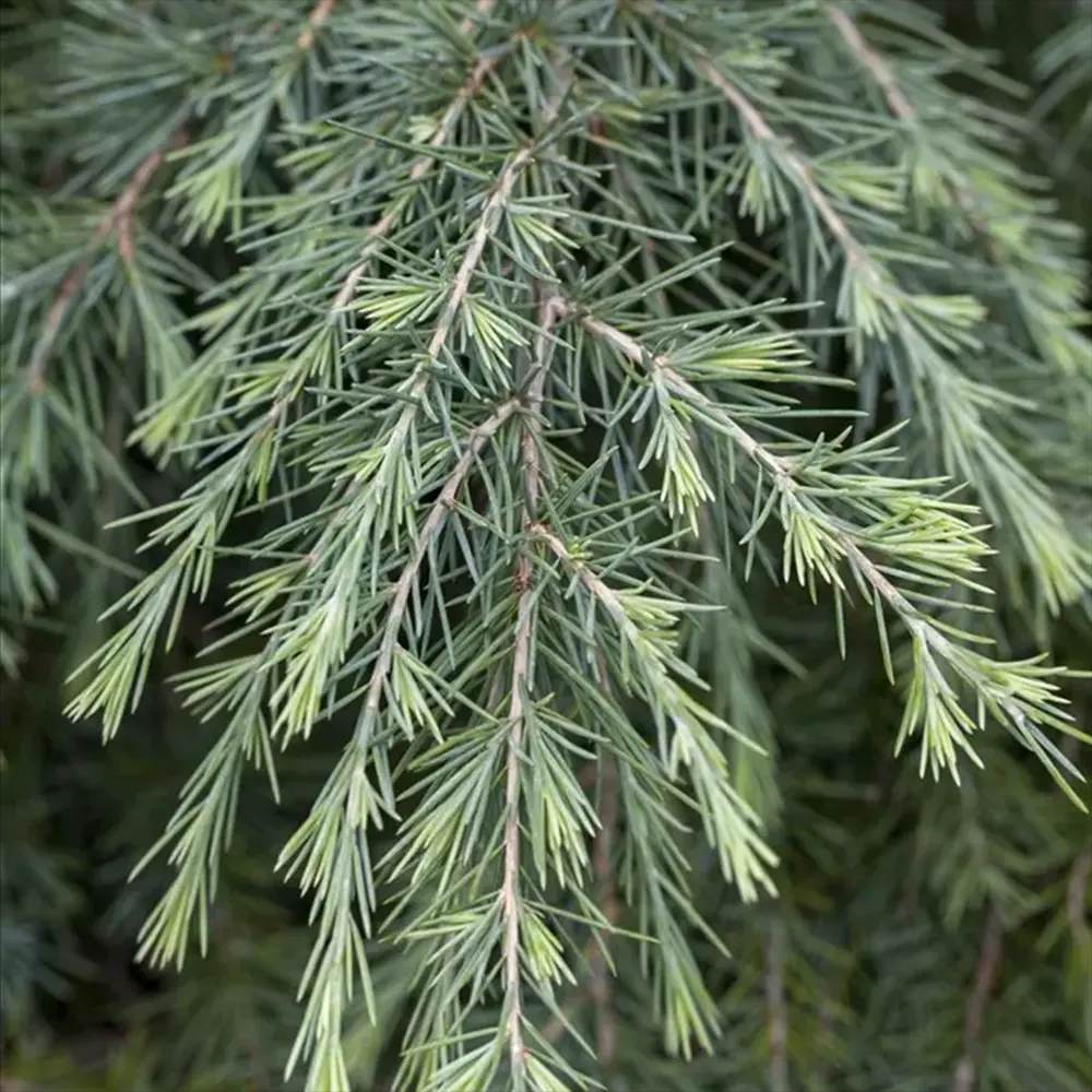 Кедър от Хималаите (Cedrus deodara) – вечнозелен иглолистен с меки синьо-зелени игли и бърз растеж