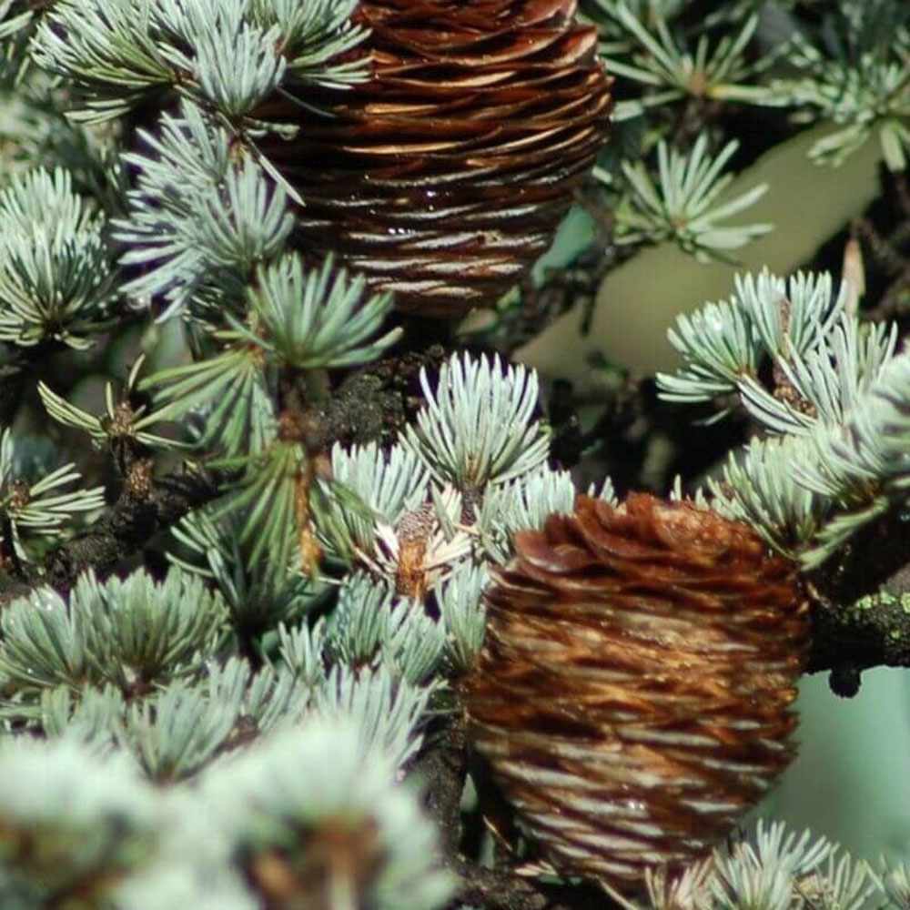 Хималайски кедър (Cedrus Deodara), със зелено-сребриста окраска и декоративни шишарки