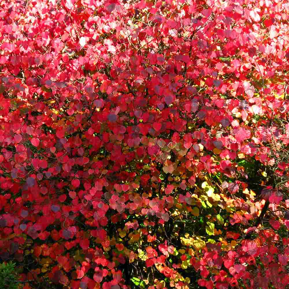 Захарно дърво Katsura (Cercidiphyllum japonicum), есенна окраска, сладък аромат на карамел