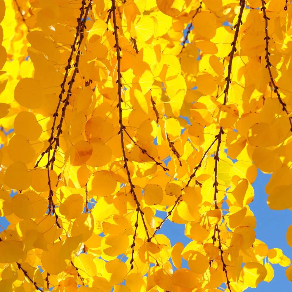 Arborele de zahar Katsura (Cercidiphyllum Japonicum), colorit de toamna, parfum dulceag de caramel