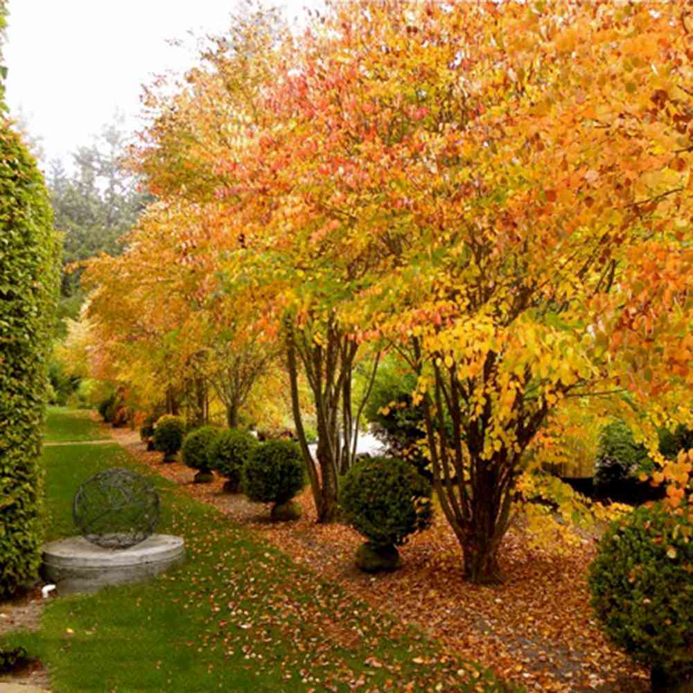 Захарно дърво Katsura (Cercidiphyllum japonicum), есенна окраска, сладък аромат на карамел