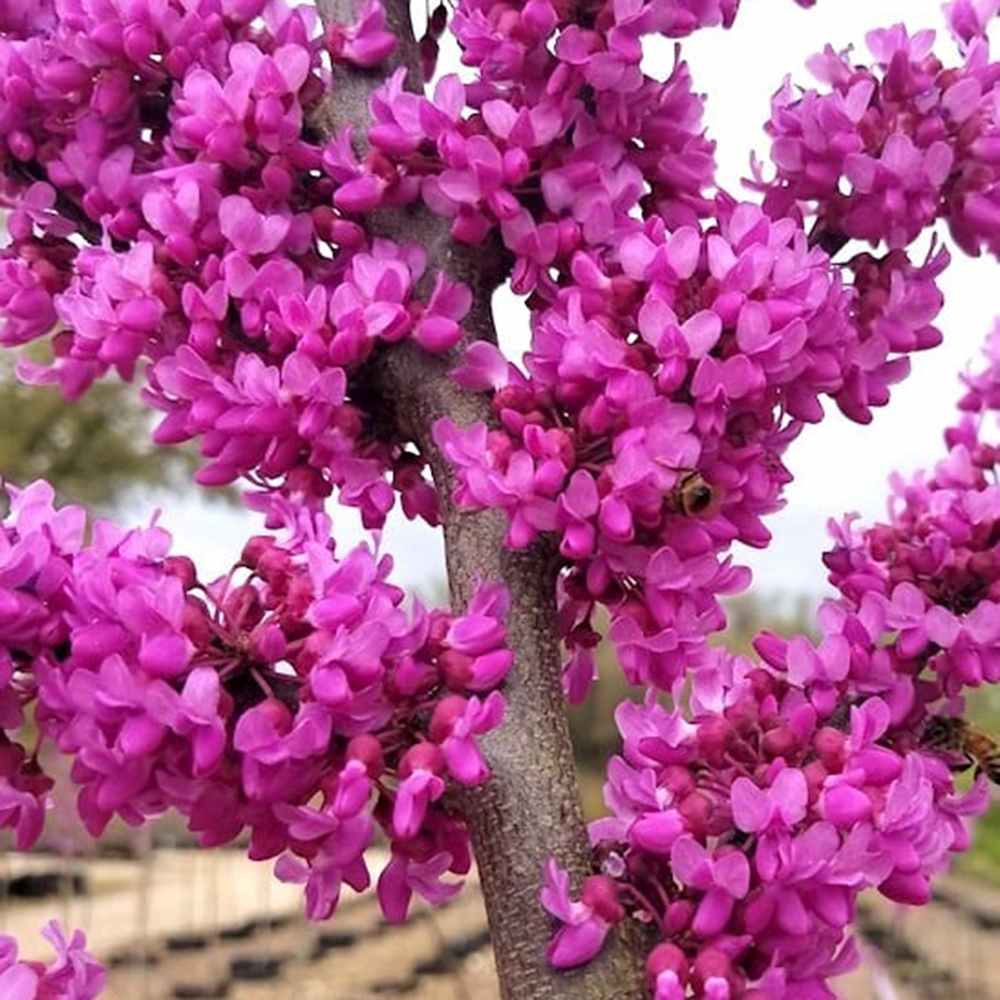 Дърво на Юда (Cercis Canadensis), с розово-лилави цветове