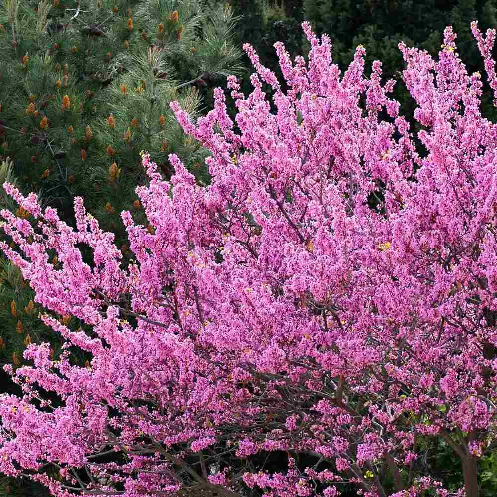 Arborele Lui Iuda (Cercis) Heart of Gold, arbore cu frunzis auriu si flori roz spectaculoase in forma de inima si direct pe tulpina si ramuri