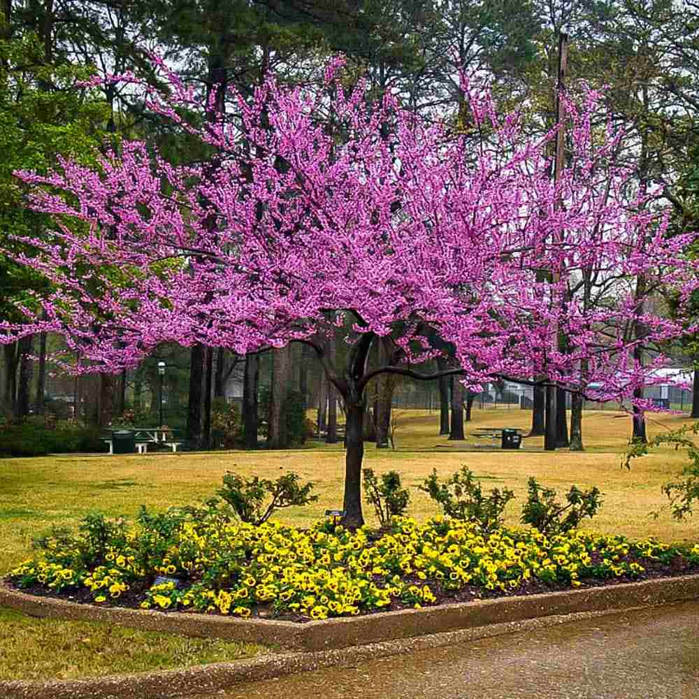 Arborele Lui Iuda (Cercis Canadensis), flori roz spectaculoase si direct pe tulpina si ramuri, frunze in forma de inima, perfect pentru umbra