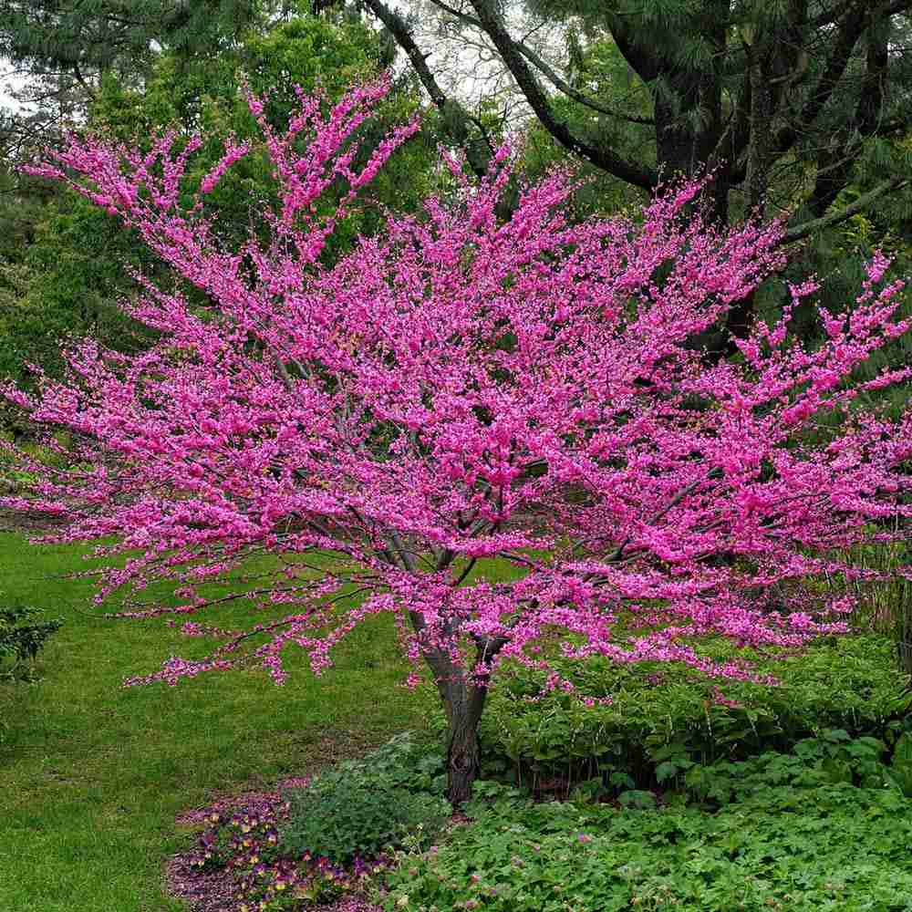 Arborele Lui Iuda (Cercis Canadensis), flori roz spectaculoase si direct pe tulpina si ramuri, frunze in forma de inima, perfect pentru umbra