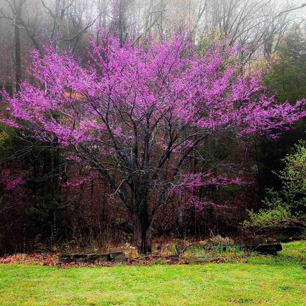 Arborele Lui Iuda (Cercis Canadensis), flori roz spectaculoase si direct pe tulpina si ramuri, frunze in forma de inima, perfect pentru umbra