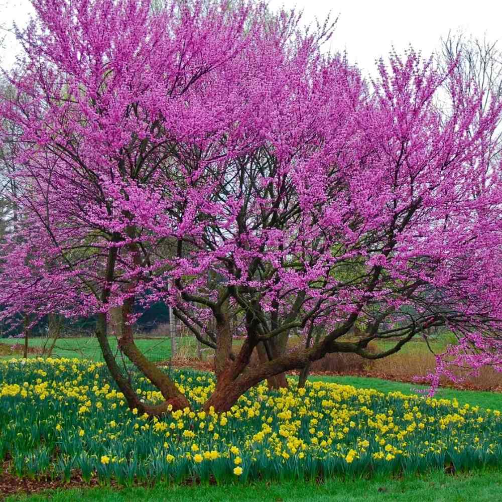 Дърво на Юда (Cercis Canadensis), с розово-лилави цветове