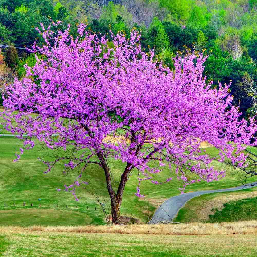 Arborele Lui Iuda (Cercis Canadensis), flori roz spectaculoase si direct pe tulpina si ramuri, frunze in forma de inima, perfect pentru umbra