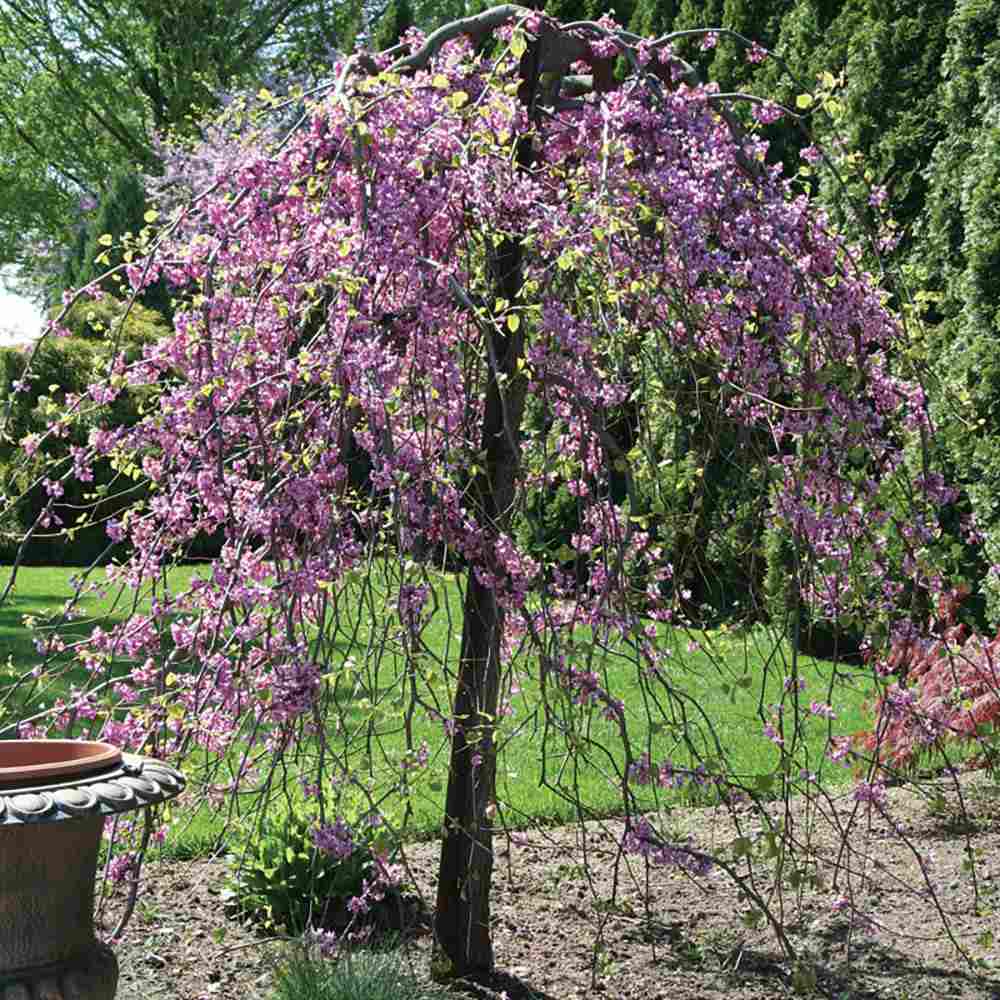 Arborele lui Iuda Plangator Lavender Twist, cu flori roz-mov si direct pe tulpina si ramuri, crengi arcuite pletosi, pentru gradini mici