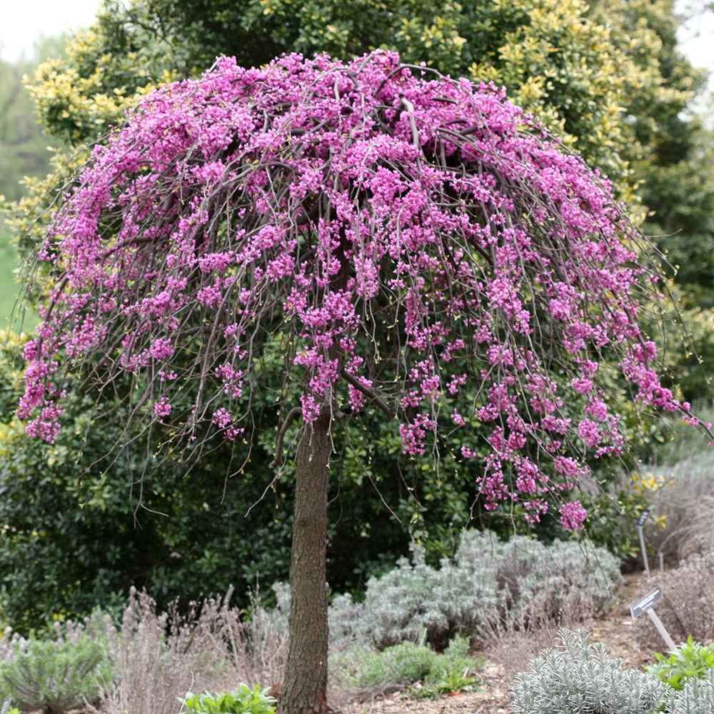Arborele lui Iuda Plangator Lavender Twist, cu flori roz-mov si direct pe tulpina si ramuri, crengi arcuite pletosi, pentru gradini mici